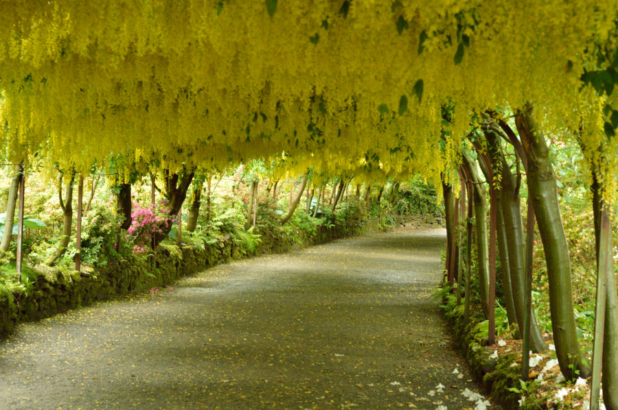 Goldregen_laburnum-arch-2157921_1920