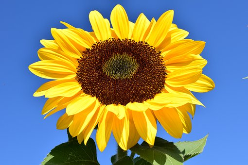 sun-flower-1627179__340